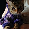 animal, cat, close_up, clothing, cozy, curious, cute, domestic_animal, ears, fur, furry, hands, human, indoor, paws, pet, portrait, purple_sweater, tabby_cat, whiskers