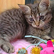 Juno joined the competition — help win amazing prizes! kitten, cat, tabby, furry, pet, toy, pink, fuzzy, indoor, curious, closeup, animal, cute, playful, soft, young, striped, whiskers, paw, relaxed