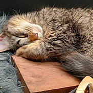 Juno is registered to the contest to win money with this photo: animal, cat, closeup, cozy, cute, domestic_cat, feline, fur, gray_rug, indoor, nap, peaceful, pet, relaxation, resting, sleeping, soft, tabby, whiskers, wooden_board