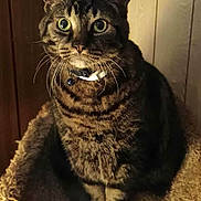 Dahvie is registered to the contest to win money with this photo: cat, tabby, indoor, cat_tree, feline, pet, striped_fur, whiskers, collar, wood_paneling, curious, wide_eyes, sitting, cozy, fur, animal, domestic_cat, looking, portrait, warm_lighting