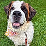 Rosie Mae is registered to the contest to win money with this photo: animal, bandana, black, brown, canine, closeup, cute, dog, friendly, fur, grass, happy, leash, nature, outdoor, pet, portrait, saint_bernard, smiling, white