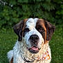 Rosie Mae is registered to the contest to win money with this photo: animal, bandana, canine, closeup, collar, cute, dog, face, friendly, fur, greenery, happy, leash, nature, outdoor, pet, portrait, saint_bernard, summer, tongue_out