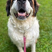 Rosie Mae is registered to the contest to win money with this photo: animal, canine, close_up, dog, fluffy, friendly, fur, grass, happy, leash, mouth_open, nature, nose, outdoor, pet, playful, portrait, saint_bernard, sitting, smiling