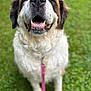 animal, canine, close_up, dog, fluffy, friendly, fur, grass, happy, leash, mouth_open, nature, nose, outdoor, pet, playful, portrait, saint_bernard, sitting, smiling
