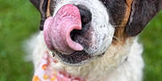 Rosie Mae joined the competition — help win amazing prizes! animal, bandana, black_fur, brown_fur, close_up, cute, dog, fluffy, friendly, fur, grass, green_background, licking, mammal, outdoor, pet, portrait, saint_bernard, tongue, white_fur