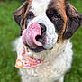 animal, bandana, black_fur, brown_fur, close_up, cute, dog, fluffy, friendly, fur, grass, green_background, licking, mammal, outdoor, pet, portrait, saint_bernard, tongue, white_fur