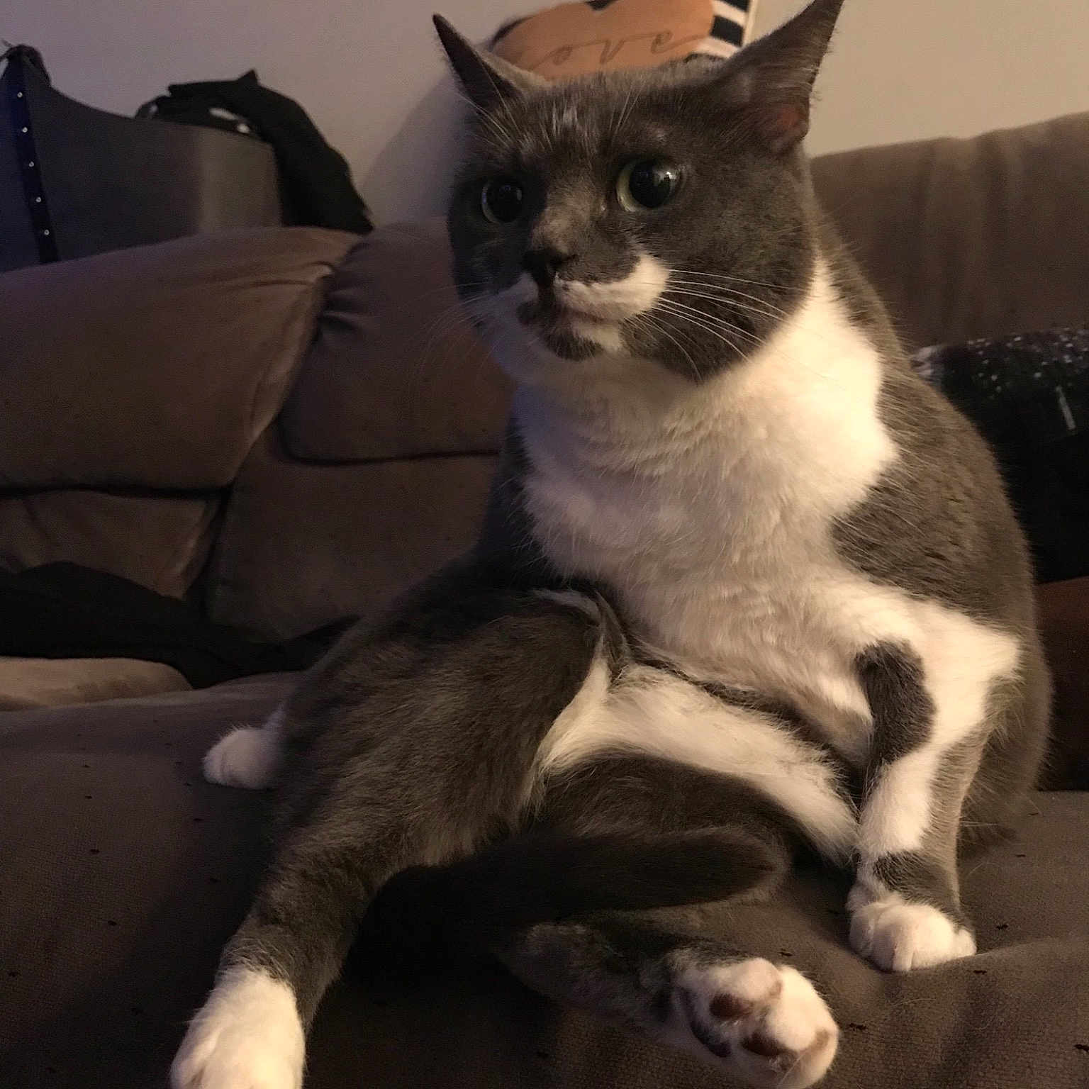 Sparrow joined the competition — help win amazing prizes! american_wirehair, asian, black_and_white, carnivore, cat, domestic_short_haired_cat, european_shorthair, felidae, german_rex, kitten, mammal, paw, polydactyl_cat, small_to_medium_sized_cats, snout, whiskers