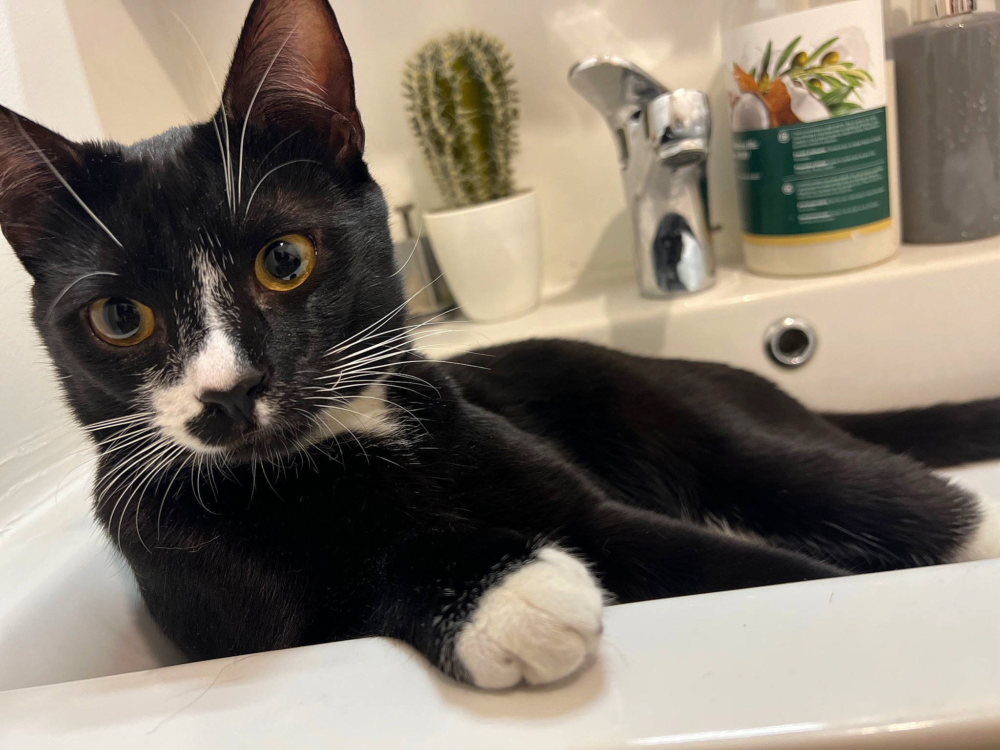 Yuka participe au concours pour gagner de l'argent avec cette photo : carnivore, cat, cat_supply, comfort, domestic_short_haired_cat, felidae, fur, houseplant, paw, pet_supply, plant, plumbing, plumbing_fixture, room, sink, small_to_medium_sized_cats, tail, tap, whiskers, window