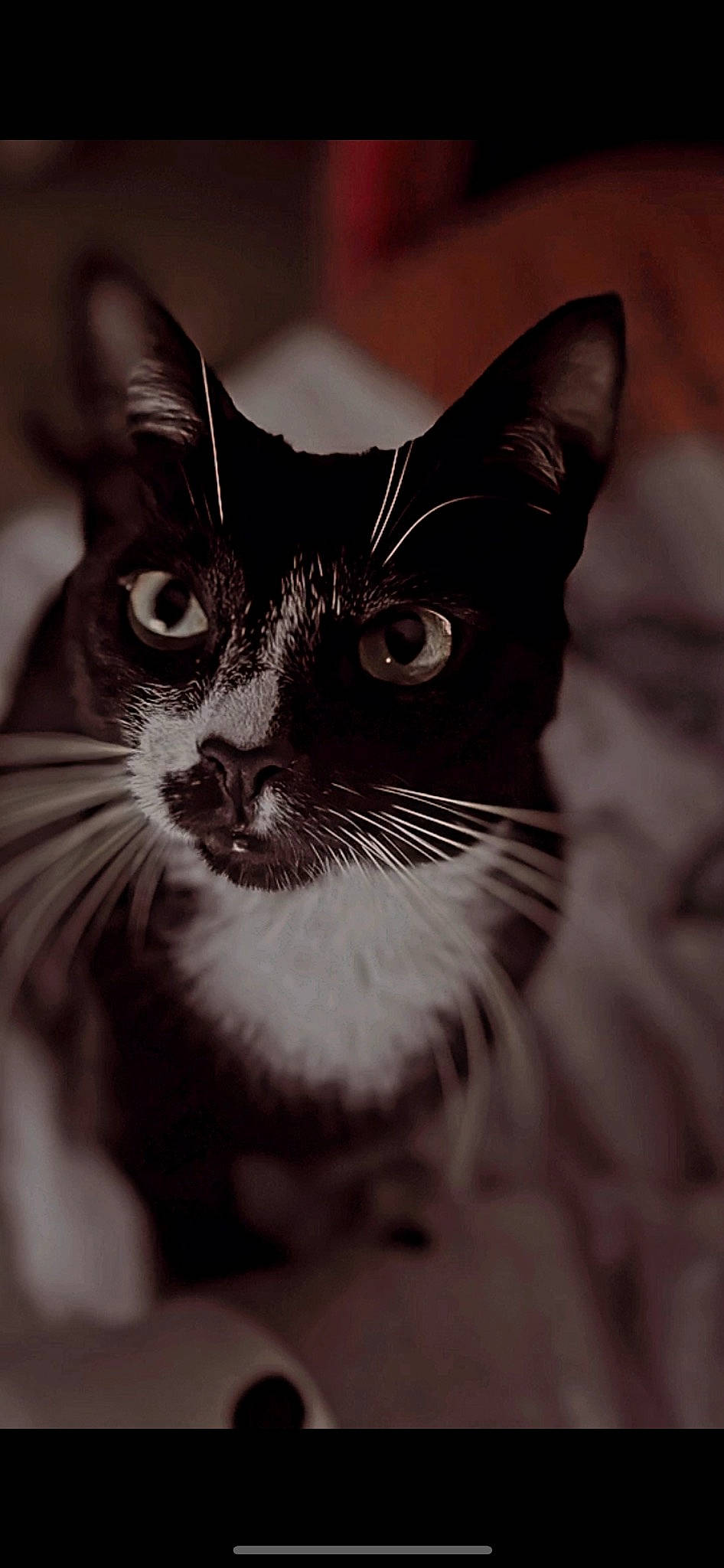 Yuka a rejoint le concours — aidez-le/la à gagner de superbes lots ! black_cat, carnivore, cat, close_up, darkness, domestic_short_haired_cat, felidae, fur, monochrome, monochrome_photography, small_to_medium_sized_cats, snout, still_life_photography, terrestrial_animal, whiskers, wildlife