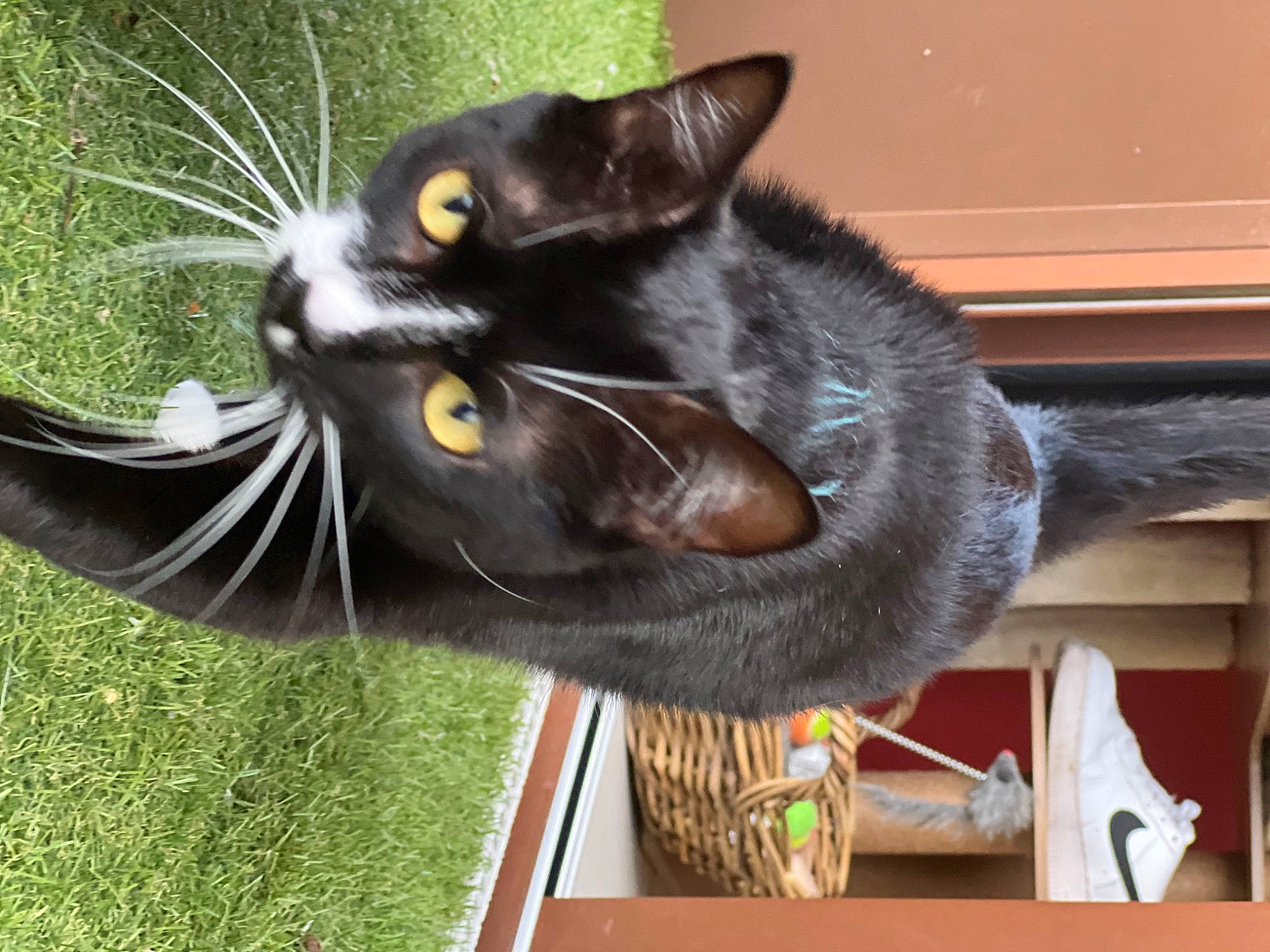 Yuka a rejoint le concours — aidez-le/la à gagner de superbes lots ! black_cat, carnivore, cat, domestic_short_haired_cat, felidae, fur, grass, plant, russian_blue, small_to_medium_sized_cats, snout, tail, whiskers, window