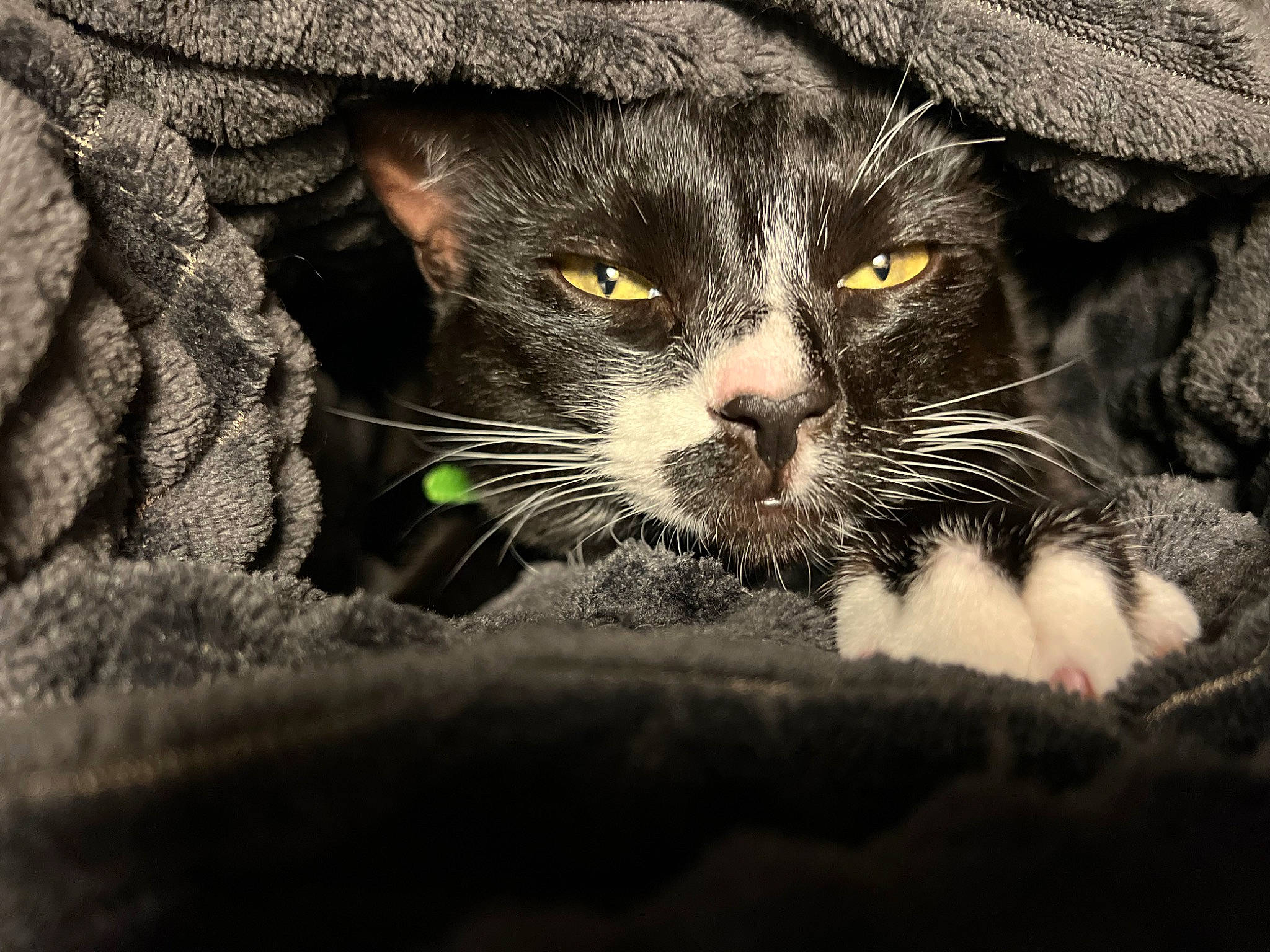 Yuka participe au concours pour gagner de l'argent avec cette photo : black_cat, carnivore, cat, claw, close_up, comfort, domestic_short_haired_cat, felidae, fur, grass, grey, monochrome, monochrome_photography, paw, small_to_medium_sized_cats, snout, tail, terrestrial_animal, whiskers, wildlife