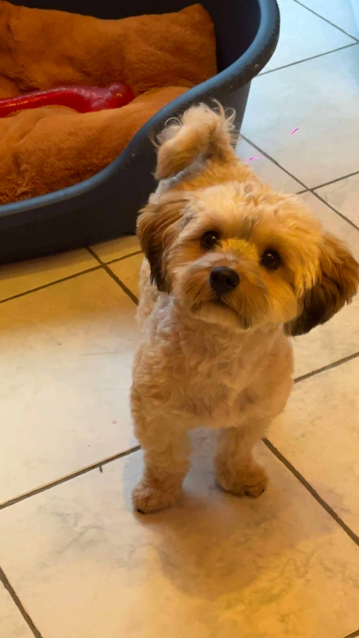 Ubby a rejoint le concours — aidez-le/la à gagner de superbes lots ! carnivore, companion_dog, dog, dog_breed, dog_collar, dog_supply, firefighter, floor, flooring, fur, hardwood, liver, maltepoo, pet_supply, small_terrier, tail, terrier, toy_dog, wood, working_animal