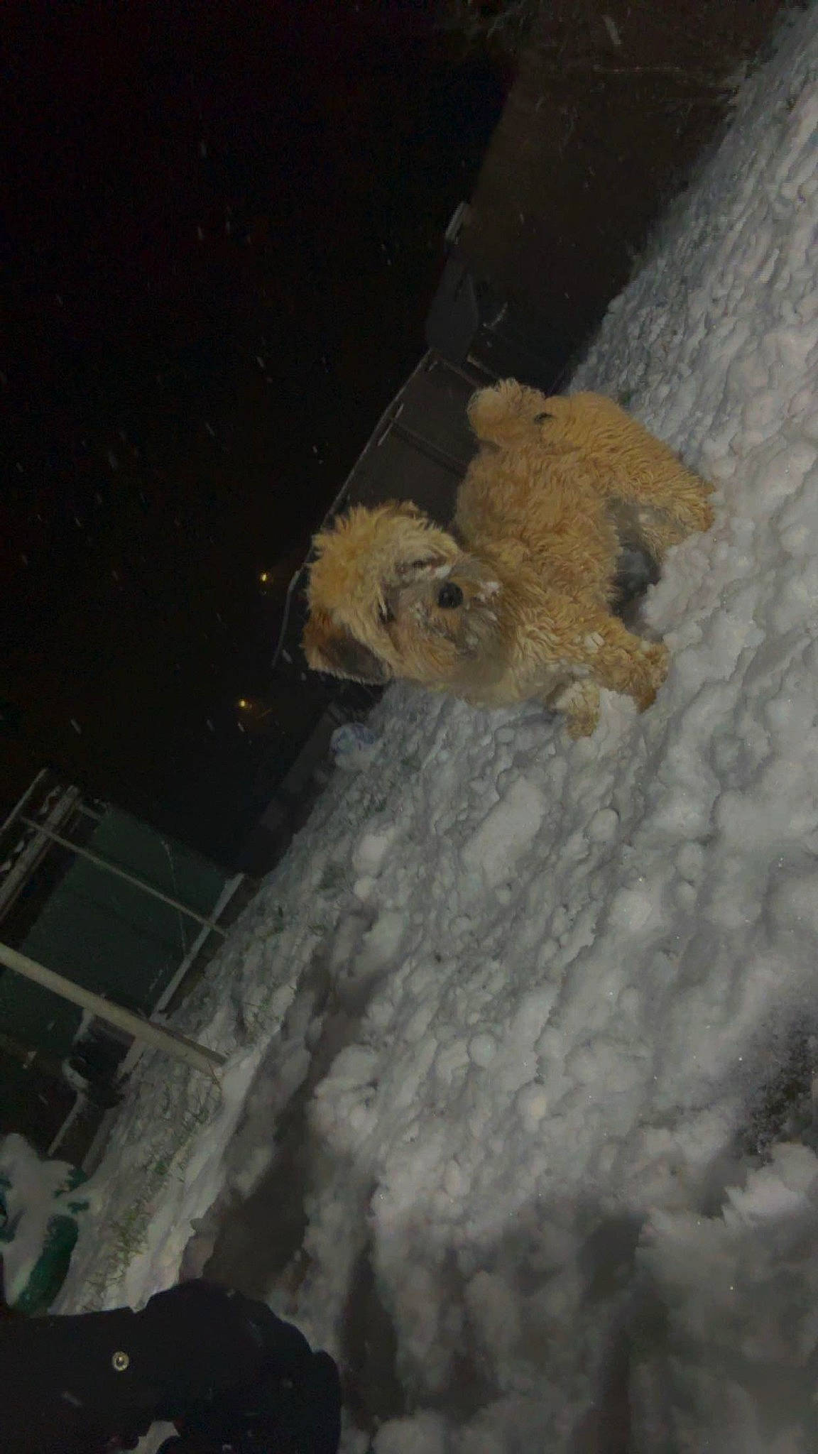 Ubby a rejoint le concours — aidez-le/la à gagner de superbes lots ! astronomical_object, event, freezing, fur, midnight, night, science, sky, snow, tree, winter