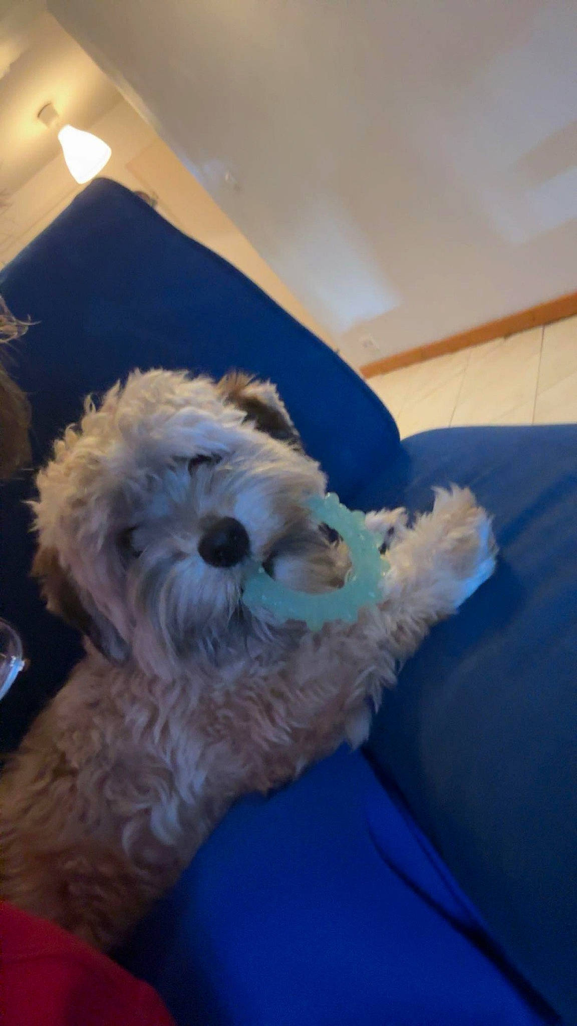 Ubby a rejoint le concours — aidez-le/la à gagner de superbes lots ! canidae, carnivore, comfort, companion_dog, dog, dog_breed, fur, labradoodle, maltepoo, non_sporting_group, poodle, poodle_crossbreed, small_terrier, snout, sporting_group, sunglasses, terrier, toy_dog, water_dog, working_animal