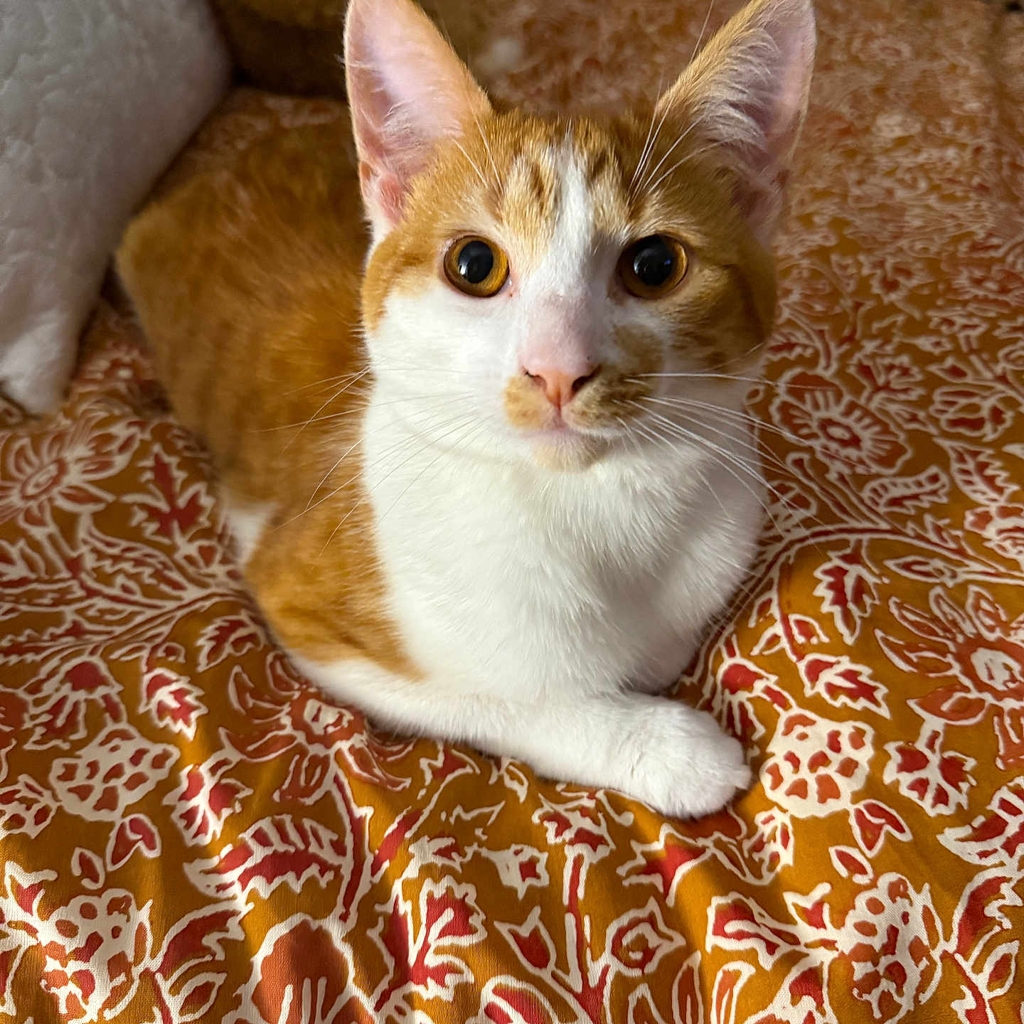 Reggie joined the competition — help win amazing prizes! abyssinian, animal, bed, bedroom, blanket, cat, couch, cushion, furniture, hardwood, homedecor, indoors, kitten, linen, manx, pet, quilt, room, siamese, wood