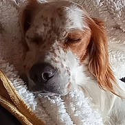 Roublard a rejoint le concours — aidez-le/la à gagner de superbes lots ! blanket, brown, calm, closeup, cozy, cute, dog, domestic_animal, ears, face, fur, indoor, nose, pet, relaxed, resting, sleeping, snug, soft, white