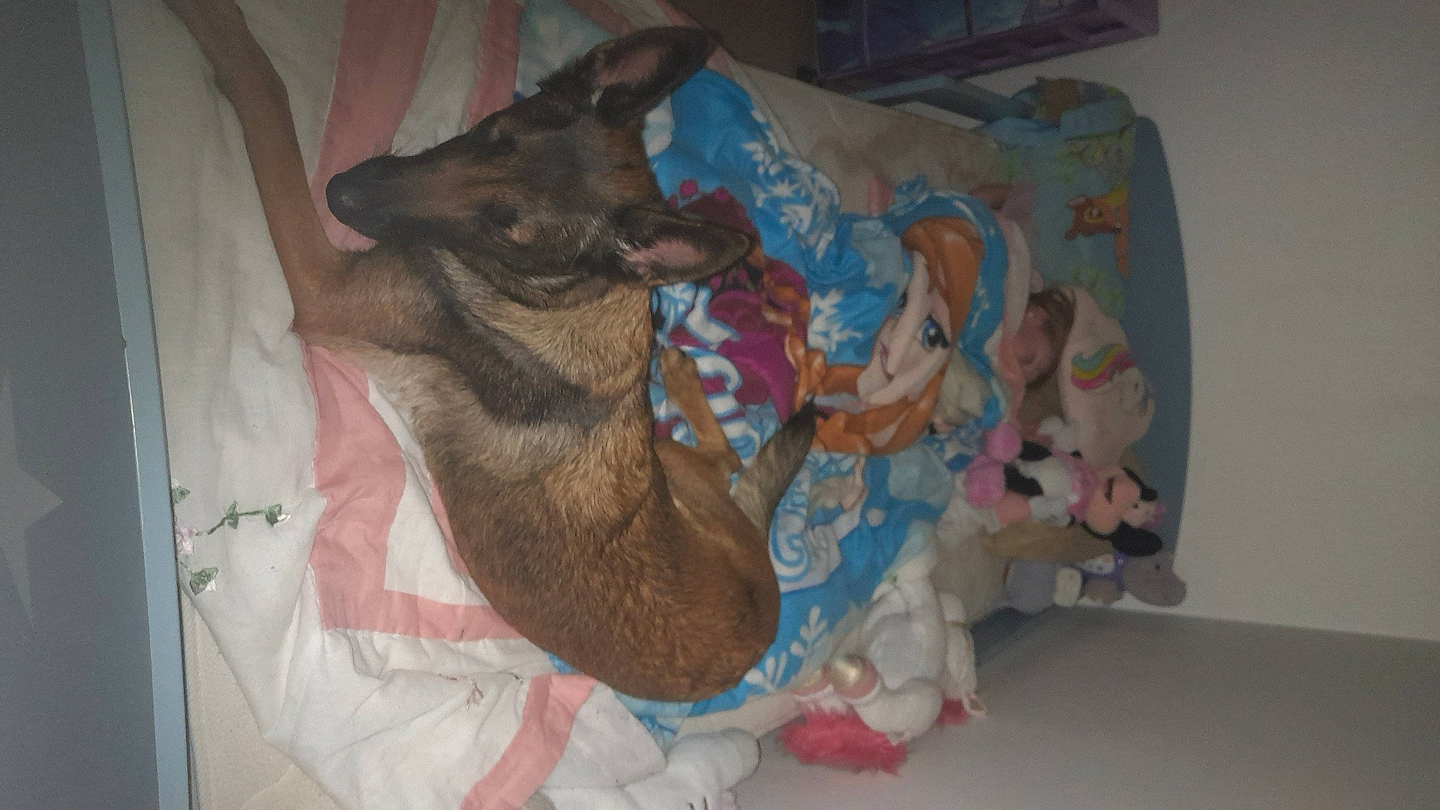 Raja a rejoint le concours — aidez-le/la à gagner de superbes lots ! canidae, carnivore, comfort, companion_dog, couch, dog, dog_breed, dog_supply, fawn, fur, guard_dog, linens, nap, non_sporting_group, paw, room, snout, sporting_group, working_animal