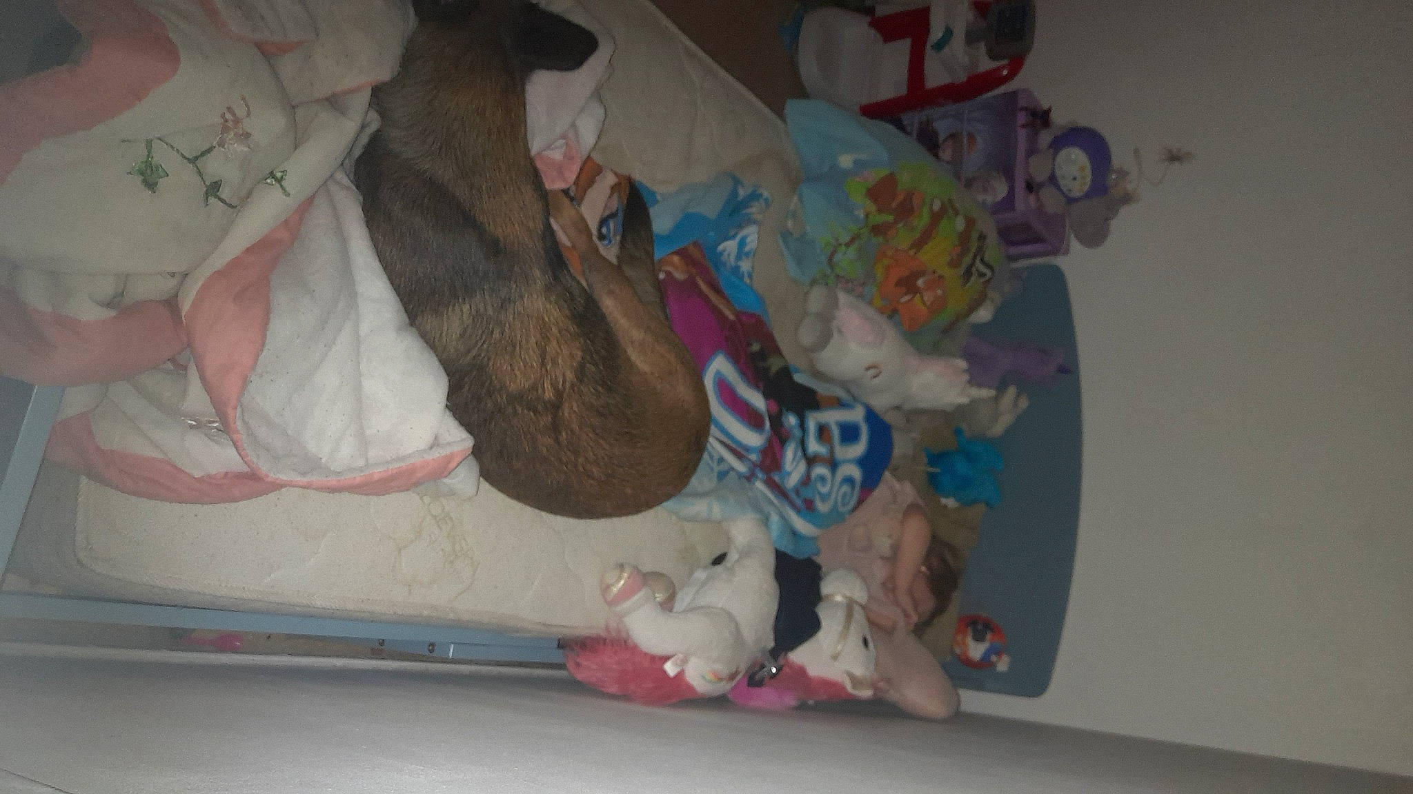 Raja a rejoint le concours — aidez-le/la à gagner de superbes lots ! art, carmine, child, comfort, linens, room, stuffed_toy, textile, toy, visual_arts