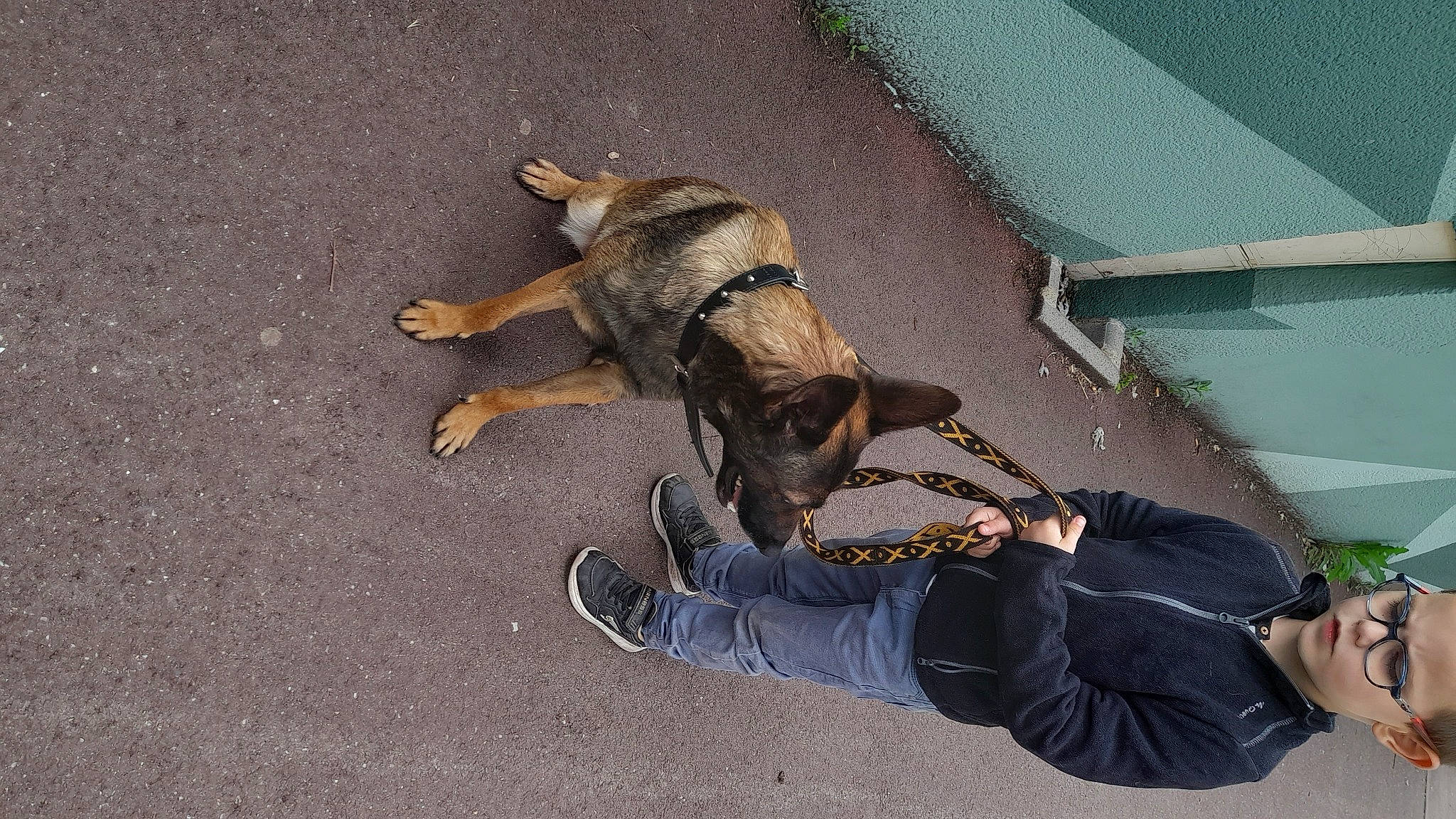 Raja a rejoint le concours — aidez-le/la à gagner de superbes lots ! asphalt, canidae, carnivore, companion_dog, dog, dog_breed, fawn, german_shepherd_dog, leash, paw, pet_supply, road_surface, shadow, snout, sporting_group, street_dog, tail, walking_shoe, working_animal, working_dog