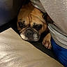 Elvis is registered to the contest to win money with this photo: dog, bulldog, pet, cozy, couch, paw, fur, indoor, resting, animal, brown, wrinkles, face, closeup, snug, blanket, human, clothing, blue_pants, leather