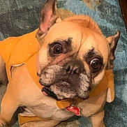 Elvis joined the competition — help win amazing prizes! dog, french_bulldog, pet, animal, orange_clothing, indoor, close_up, looking_up, curious, brown_fur, black_nose, ears_up, wide_eyes, collar, tag, carpet, cute, companion, domestic_animal, portrait