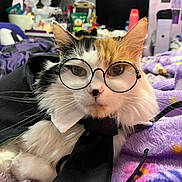 Sundae joined the competition — help win amazing prizes! cat, calico_cat, glasses, black_tie, white_collar, purple_blanket, indoor, pet, feline, cozy, bedroom, fur, whiskers, close_up, cute, costume, animal, resting, portrait, domestic_cat