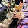 cat, calico_cat, glasses, black_tie, white_collar, purple_blanket, indoor, pet, feline, cozy, bedroom, fur, whiskers, close_up, cute, costume, animal, resting, portrait, domestic_cat
