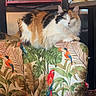 Sundae is registered to the contest to win money with this photo: cat, calico_cat, furniture, chair, tropical_print, bird_pattern, indoor, lamp, wine_bottles, window, cozy, fluffy, animal, pet, domestic_cat, resting, colorful, pattern, home_interior, relaxed