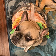 Dozer joined the competition — help win amazing prizes! dog, french_bulldog, costume, taco_costume, pet, indoor, carpet, blue_carpet, close_up, cute, wide_eyes, brown_dog, small_dog, funny_costume, animal, looking_up, ears_up, pet_clothing, adorable, domestic_animal