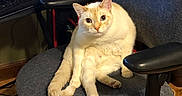 Whiskey is registered to the contest to win money with this photo: cat, chair, office_chair, indoor, computer, desk, monitor, wooden_floor, pet, feline, looking_at_camera, curious, sitting, fur, tail, paw, home_office, technology, workspace, relaxed