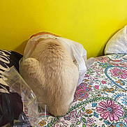 Whiskey is registered to the contest to win money with this photo: cat, plastic_bag, bedspread, floral_pattern, yellow_wall, curious_cat, indoor, pet, feline, bed, colorful, animal, playful, funny, domestic, cozy, fur, tail, sitting, cute