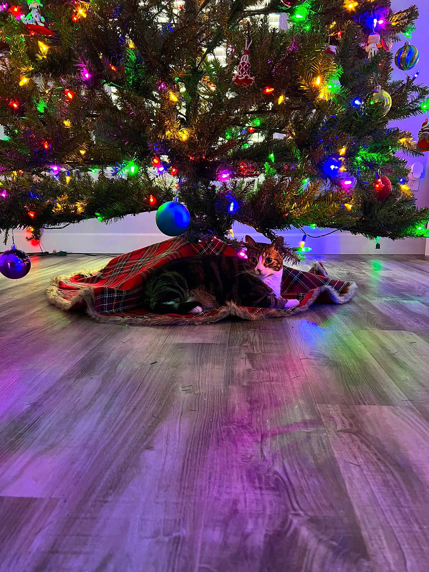 Merlin is registered to the contest to win money with this photo: cat, christmas_tree, tree_skirt, plaid, ornaments, lights, indoor, floor, wood_floor, holiday, festive, decorations, tabby_cat, relaxed, pet, colorful_lights, reflection, greenery, cozy, celebration