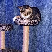 Merlin is registered to the contest to win money with this photo: cat, tabby_cat, cat_tree, furniture, indoor, pet, animal, curious, resting, patterned, platform, scratching_post, vertical, blue_curtain, cozy, domestic_cat, feline, looking_down, soft_lighting, home