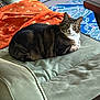 Merlin is registered to the contest to win money with this photo: cat, tabby, feline, pet, indoor, chair, cushion, blanket, orange, green, relaxed, lounging, fur, whiskers, ears, eyes, home, comfort, pattern, furniture