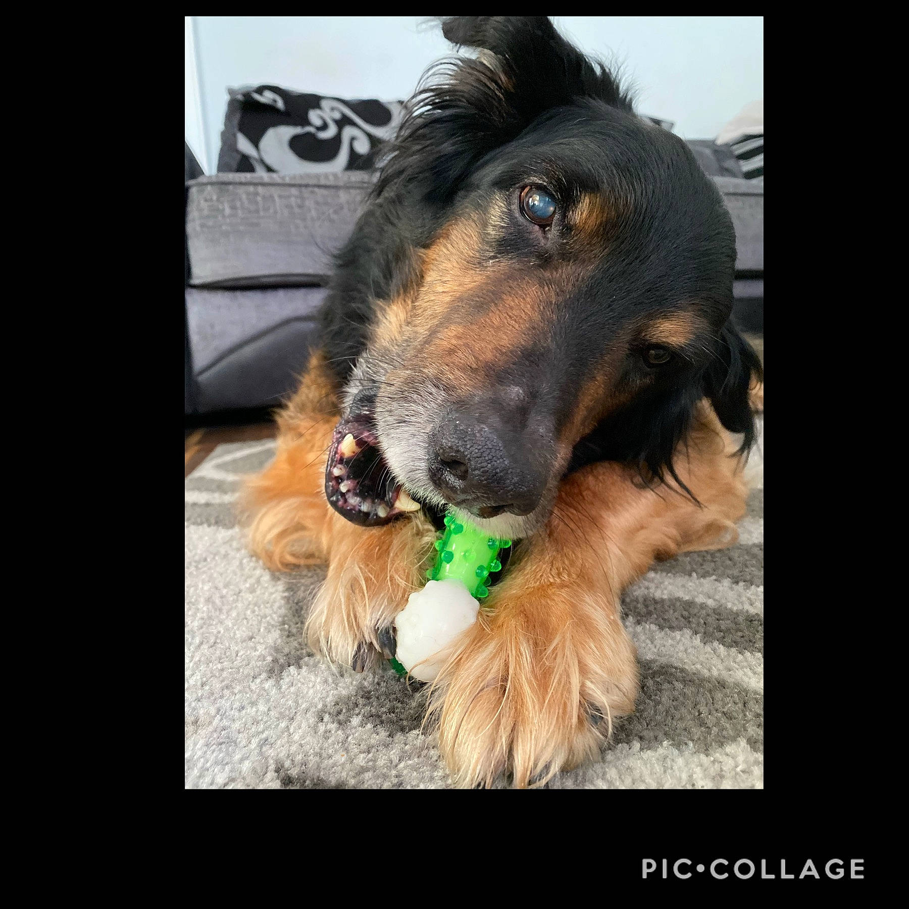 Charly is registered to the contest to win money with this photo: canidae, carnivore, collar, companion_dog, dog, dog_breed, dog_collar, dog_supply, fur, guard_dog, happy, liver, paw, pet_supply, photo_caption, puppy, snout, sporting_group, working_animal, working_dog