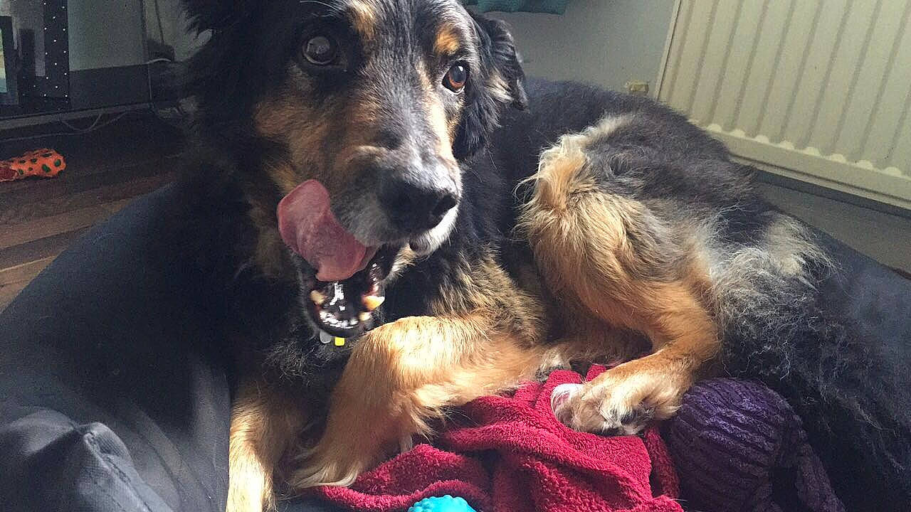 Charly is registered to the contest to win money with this photo: canidae, carnivore, comfort, companion_dog, dog, dog_breed, ear, foot, fur, guard_dog, leonberger, paw, snout, sporting_group, working_dog