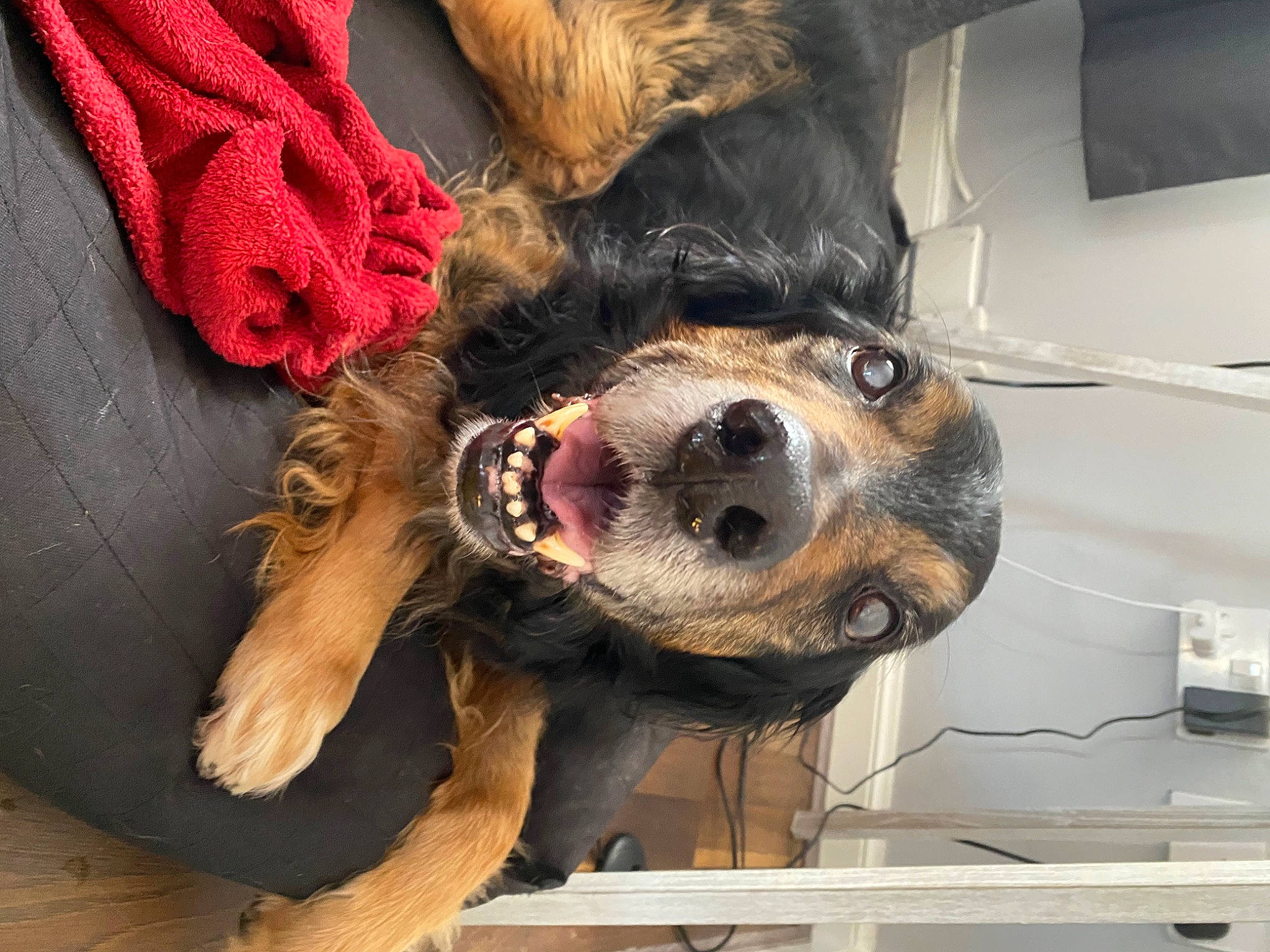 Charly is registered to the contest to win money with this photo: canidae, carnivore, collar, companion_dog, dog, dog_breed, dog_clothes, dog_supply, eyewear, fawn, fur, hat, liver, smile, snout, sporting_group, sunglasses, toy_dog, whiskers, working_animal