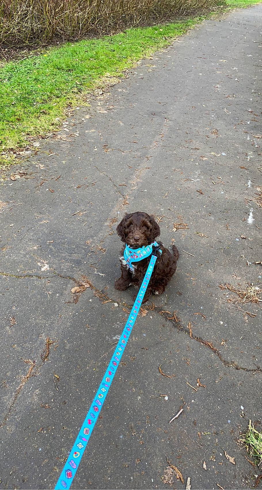 Alfie is registered to the contest to win money with this photo: asphalt, canidae, carnivore, companion_dog, concrete, dog, dog_breed, fashion_accessory, grass, leash, plant, recreation, road, road_surface, shadow, sidewalk, soil, sporting_group, tail, tar