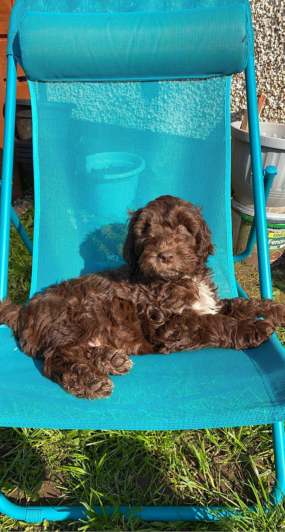 Alfie joined the competition — help win amazing prizes! blue, canidae, carnivore, companion_dog, dog, dog_breed, dog_supply, fur, liver, pet_supply, poodle, snout, soil, spaniel, sporting_group, terrestrial_animal, terrier, toy_dog, water_dog, working_animal