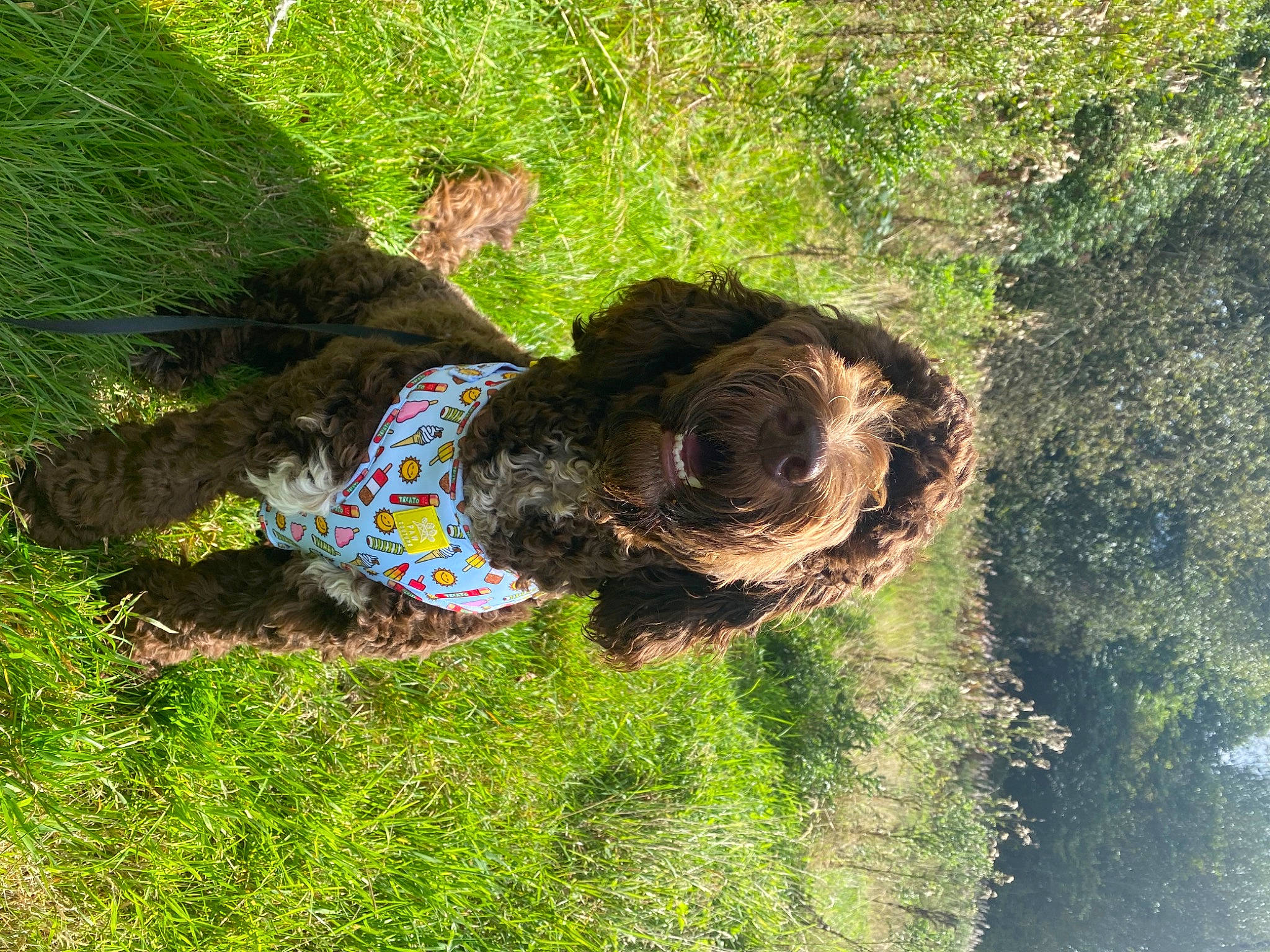 Alfie joined the competition — help win amazing prizes! automotive_tire, canidae, circle, dog_breed, grass, grass_family, grassland, groundcover, landscape, natural_landscape, people_in_nature, plant, shadow, shrub, soil, sporting_group, tree, trunk, water, working_animal