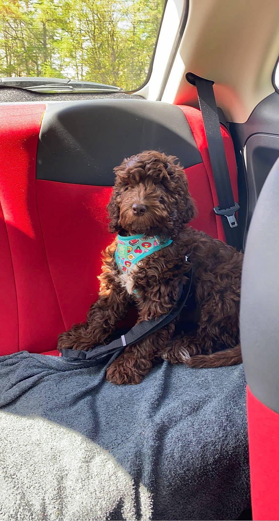 Alfie joined the competition — help win amazing prizes! canidae, car, car_seat, car_seat_cover, carnivore, comfort, companion_dog, dog, dog_breed, dog_collar, dog_supply, land_vehicle, liver, motor_vehicle, snout, sporting_group, toy_dog, vehicle, water_dog, working_animal