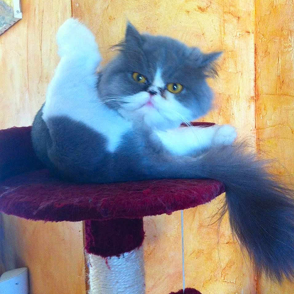 Louna