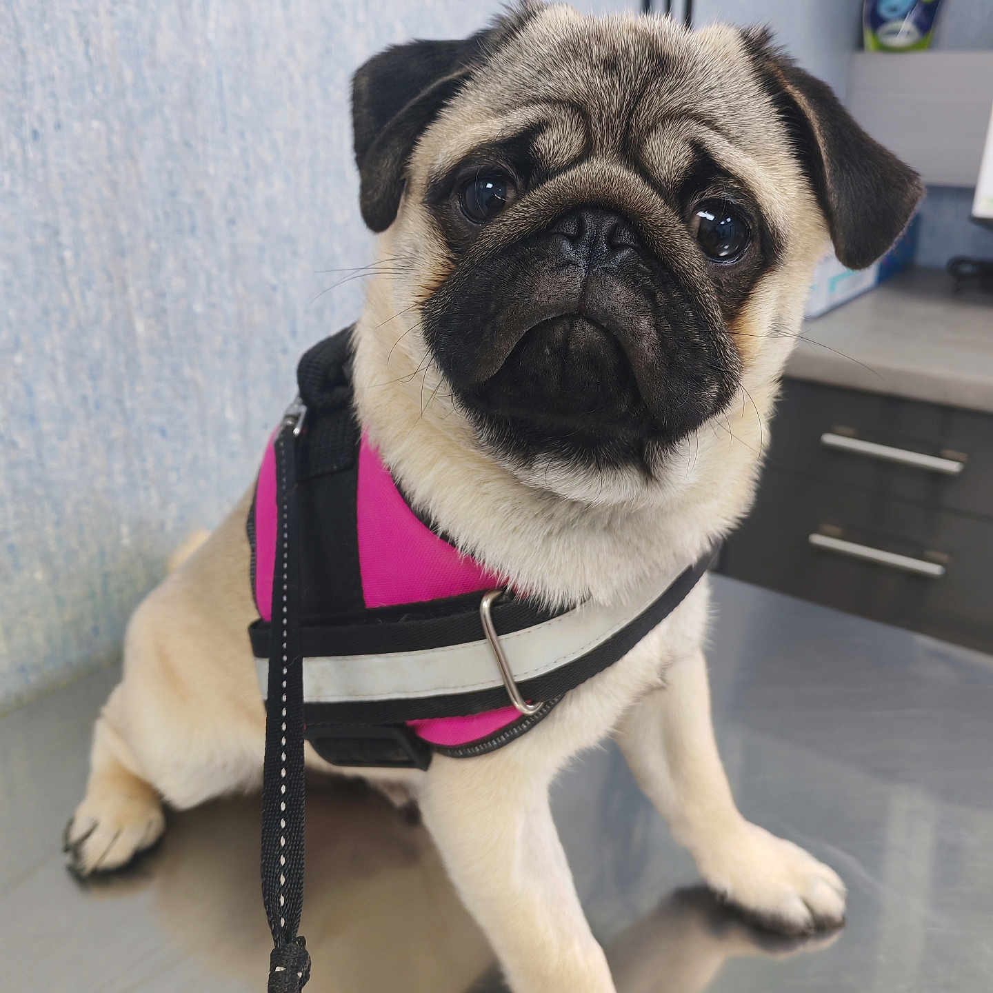 Pablo a rejoint le concours — aidez-le/la à gagner de superbes lots ! accessories, animal, belt, canine, clothing, dog, harness, leash, lifejacket, pet, pug, puppy, strap, vest