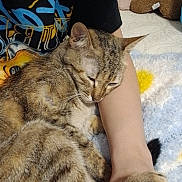 Boba joined the competition — help win amazing prizes! animal, arm, bed, blanket, cat, closeup, comfort, cozy, cute, fur, hand, indoor, paw, person, pet, plush_toy, resting, sleeping, snuggling, tabby_cat