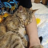 animal, arm, bed, blanket, cat, closeup, comfort, cozy, cute, fur, hand, indoor, paw, person, pet, plush_toy, resting, sleeping, snuggling, tabby_cat