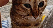 Boba joined the competition — help win amazing prizes! animal, bedroom, blanket, carpet, cat, closeup, comfort, cozy, fur, furniture, hand, indoor, person, petting, resting, soft, tabby_cat, tattoo, television, whiskers