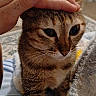 animal, bedroom, blanket, carpet, cat, closeup, comfort, cozy, fur, furniture, hand, indoor, person, petting, resting, soft, tabby_cat, tattoo, television, whiskers