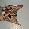 Boba joined the competition — help win amazing prizes! alert, animal, cat, closeup, curious, cute, domestic, ears, face, feline, head, indoor, looking, mammal, pet, portrait, tabby, texture, wall, whiskers
