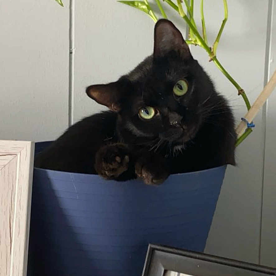 Oakley joined the competition — help win amazing prizes! animal, blackcat, box, cat, face, head, indoors, interiordesign, jar, kitten, leaf, person, pet, photoframe, plant, planter, pottedplant, pottery, vase, wood