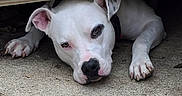 Rooger Murphy is registered to the contest to win money with this photo: animal, canine, closeup, collar, concrete, curious, dog, ears, face, lying_down, nose, outdoor, paws, pet, quiet, resting, shaded, spot, white_dog, wood